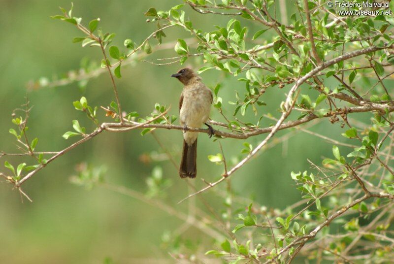 Bulbul des jardinsadulte nuptial