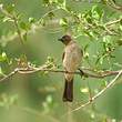 Bulbul des jardins