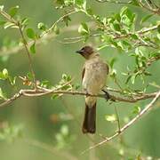 Bulbul des jardins