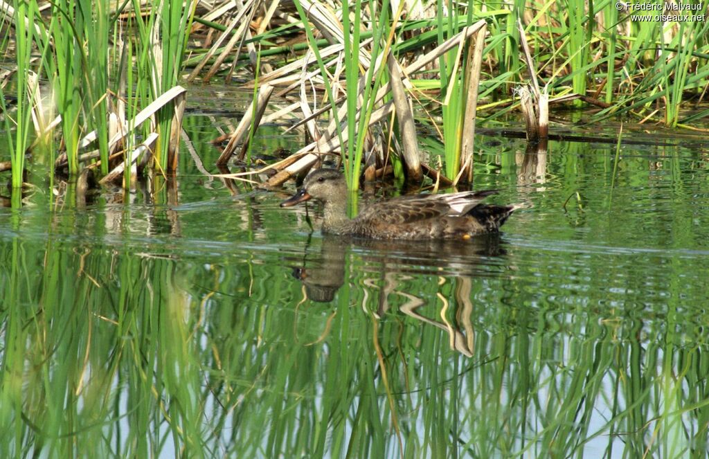 Canard chipeau mâle adulte