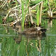 Gadwall