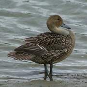 Canard pilet