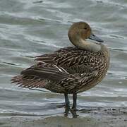 Northern Pintail