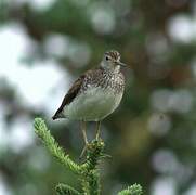 Solitary Sandpiper