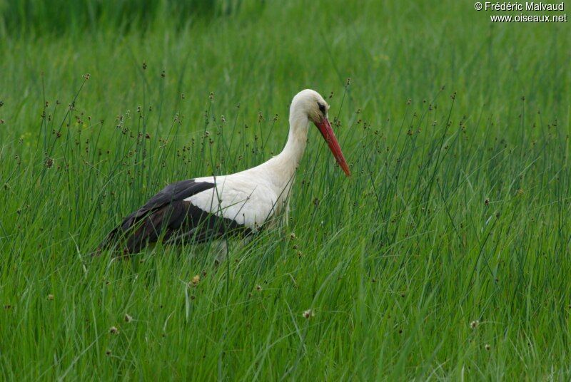 White Storkadult breeding