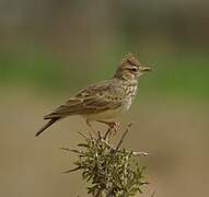 Thekla's Lark