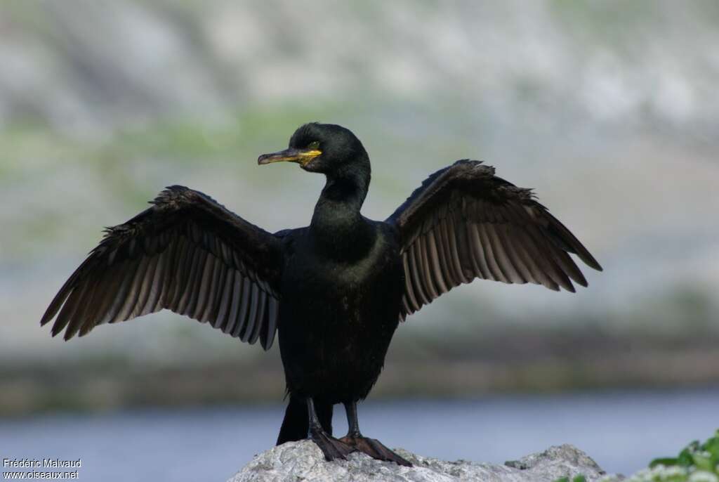 Cormoran huppéadulte nuptial, composition, Comportement