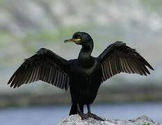 European Shag