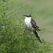 Great Spotted Cuckoo