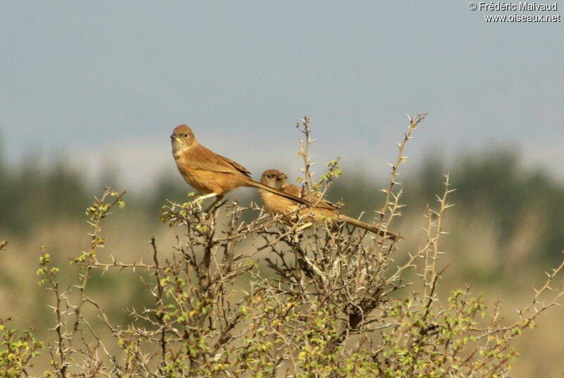 Fulvous Babbleradult breeding