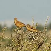 Fulvous Babbler