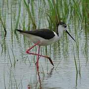 Black-winged Stilt