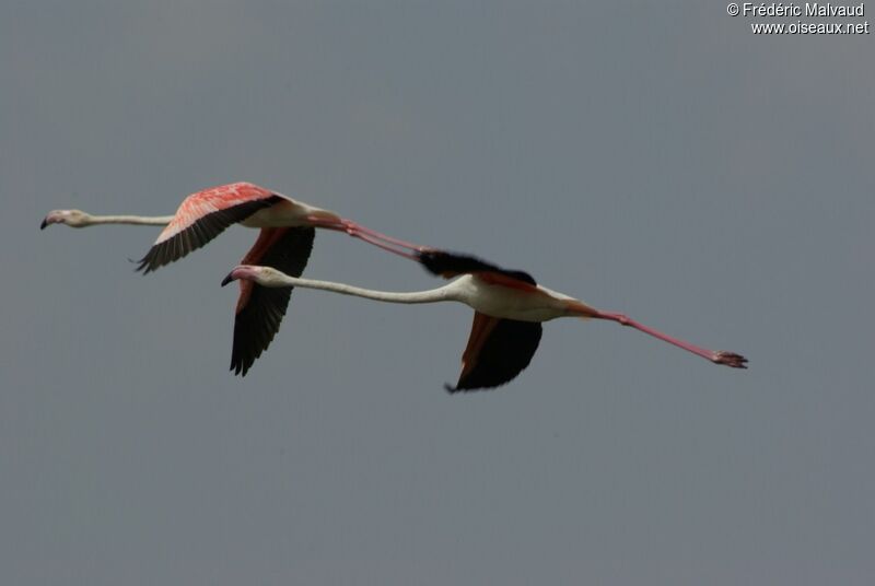 Greater Flamingoadult breeding