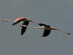 Flamant rose