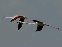 Flamant rose