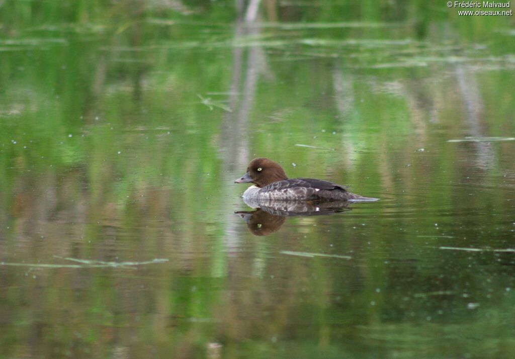 Barrow's Goldeneye female adult breeding, identification