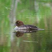 Barrow's Goldeneye