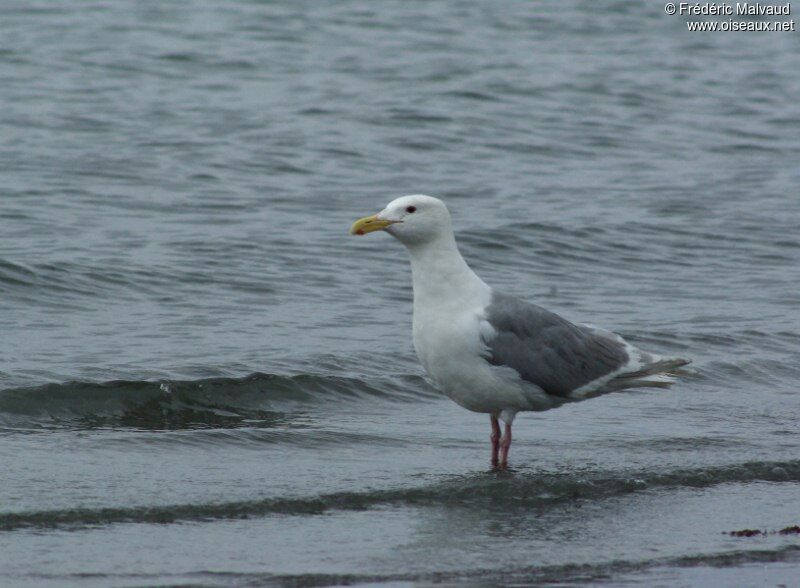 Goéland à ailes grisesadulte nuptial