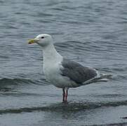 Glaucous-winged Gull