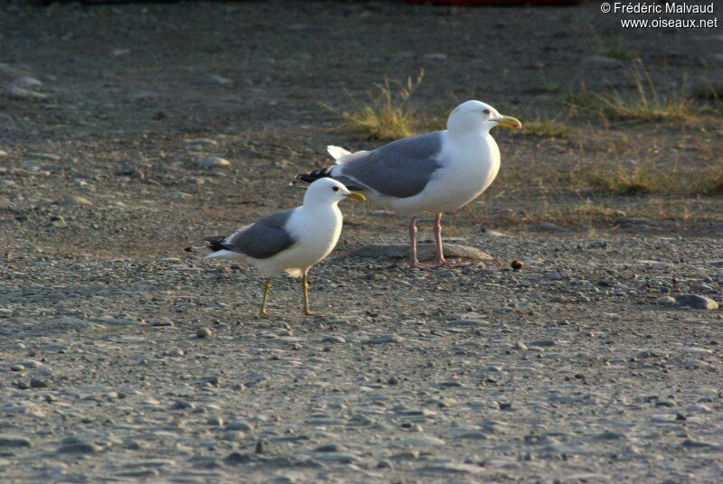 Short-billed Gulladult breeding