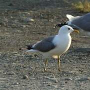 Short-billed Gull