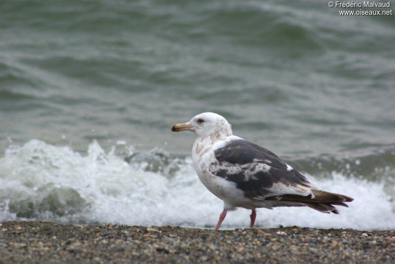 Slaty-backed GullThird  year