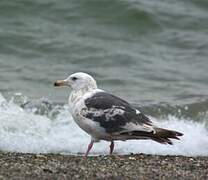 Slaty-backed Gull