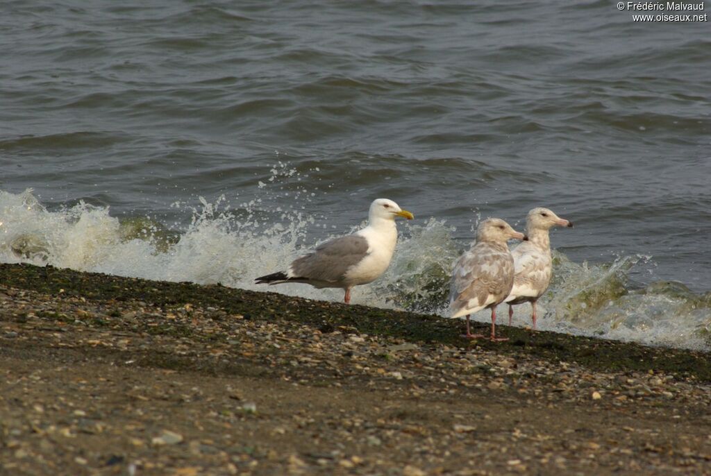 European Herring Gulladult breeding