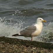 Goéland argenté