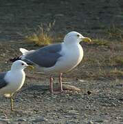 American Herring Gull