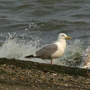 Vega Gull