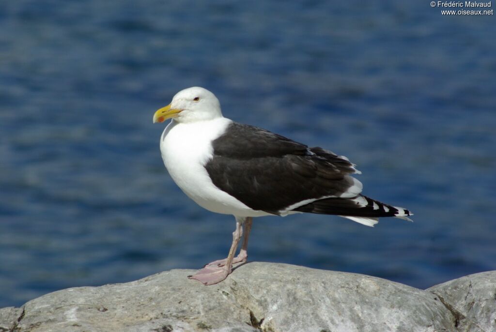 Great Black-backed Gulladult breeding