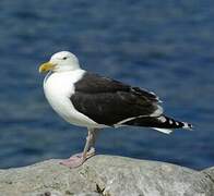 Great Black-backed Gull