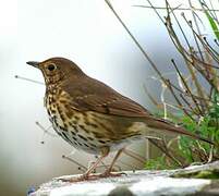 Song Thrush