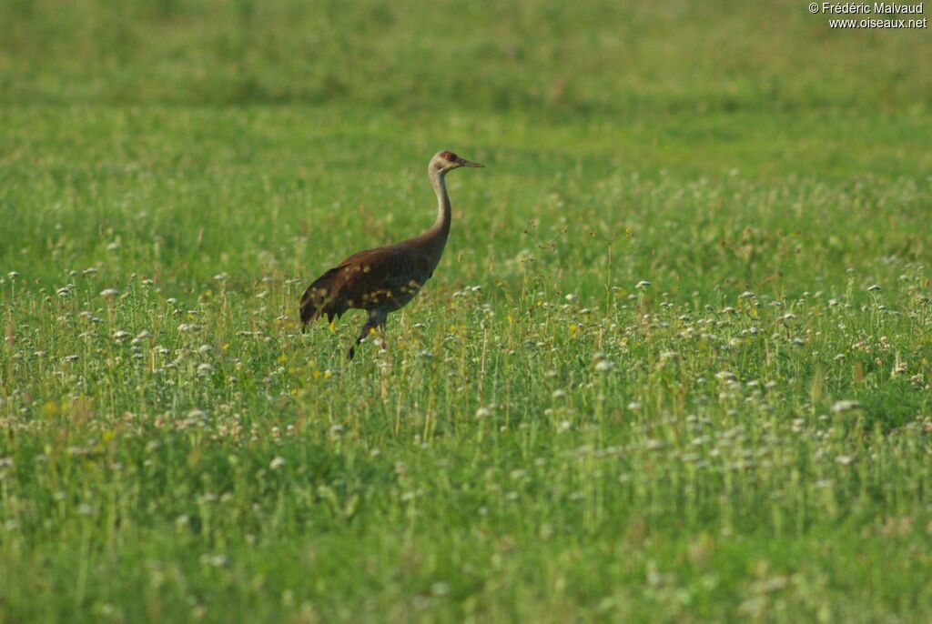 Sandhill Craneadult breeding