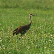 Sandhill Crane