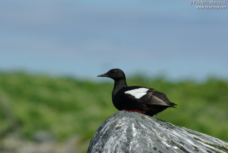 Guillemot à miroir