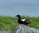 Guillemot à miroir