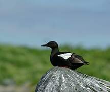 Black Guillemot