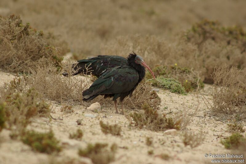 Northern Bald Ibis