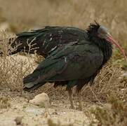 Northern Bald Ibis