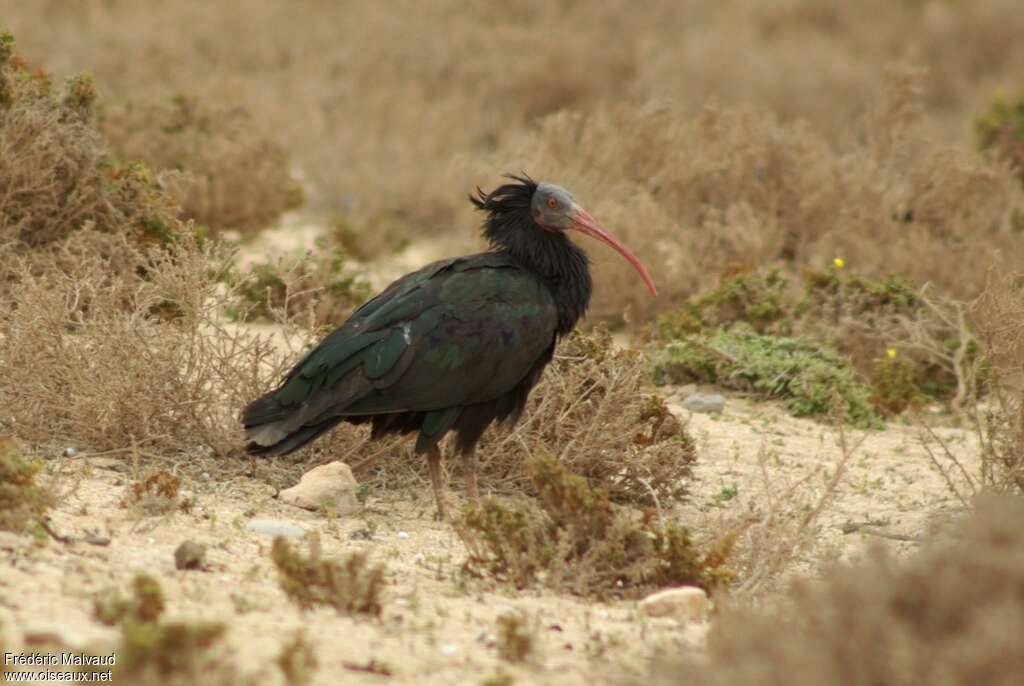 Ibis chauveadulte transition, identification