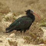 Northern Bald Ibis