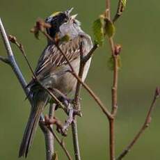 Bruant à couronne dorée