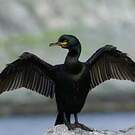 Cormoran huppé