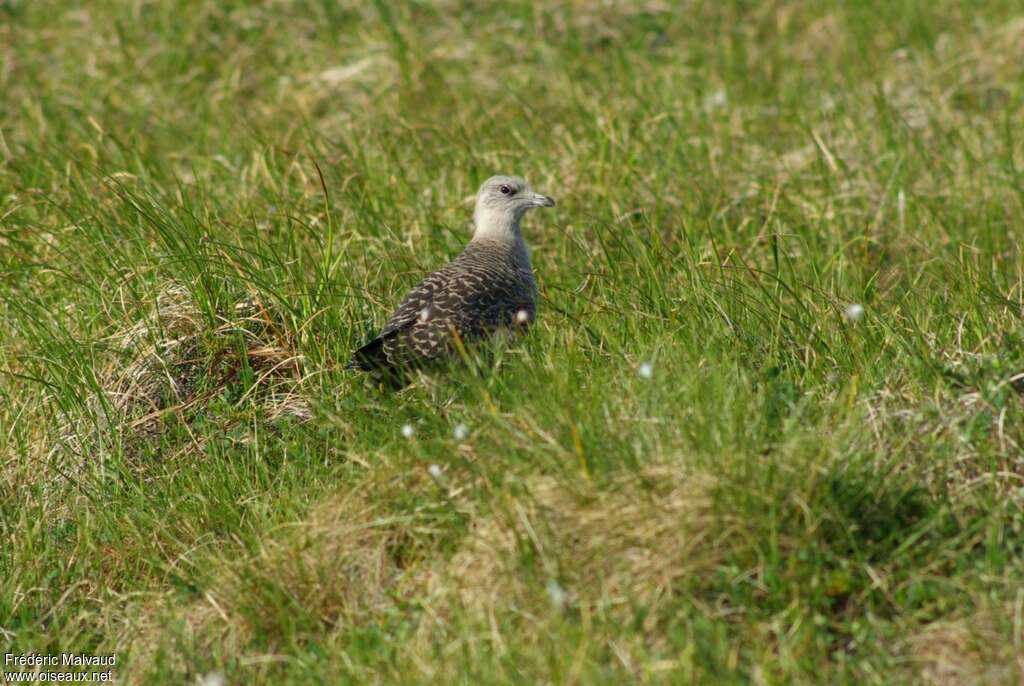 Long-tailed Jaegerjuvenile, identification