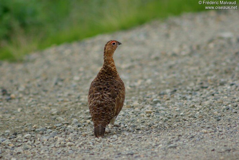 Willow Ptarmigan male