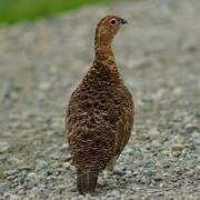 Willow Ptarmigan