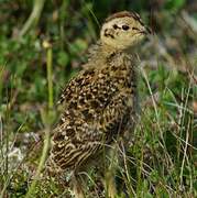 Willow Ptarmigan