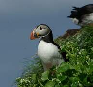 Atlantic Puffin